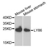 Anti-LY86 Antibody from Bioworld Technology (BS7951) - Antibodies.com