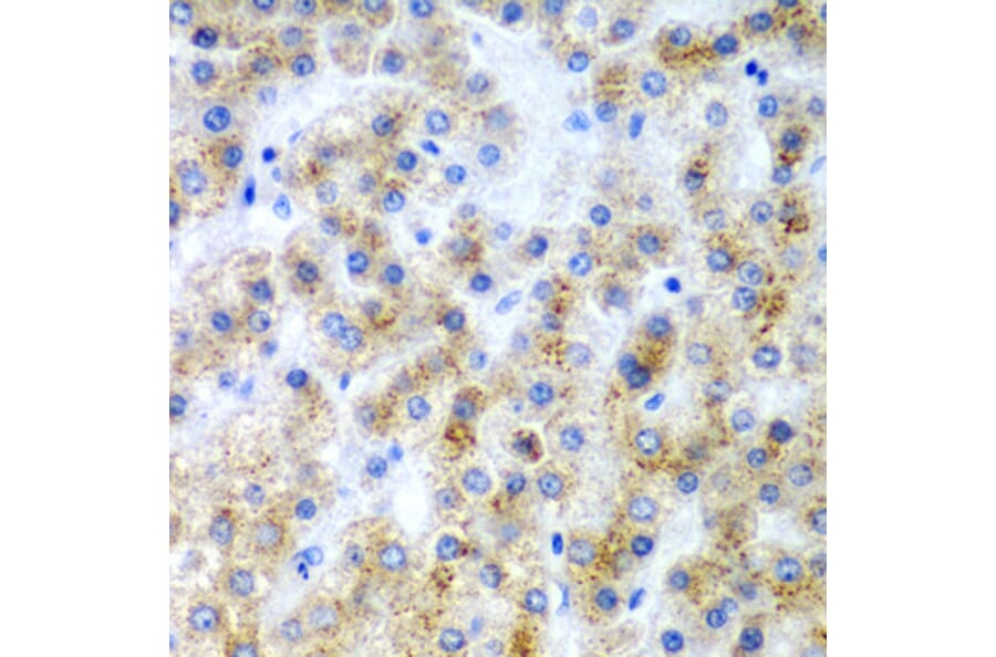 Anti-LY86 Antibody from Bioworld Technology (BS7951) - Antibodies.com