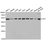Anti-HAT1 Antibody from Bioworld Technology (BS7954) - Antibodies.com