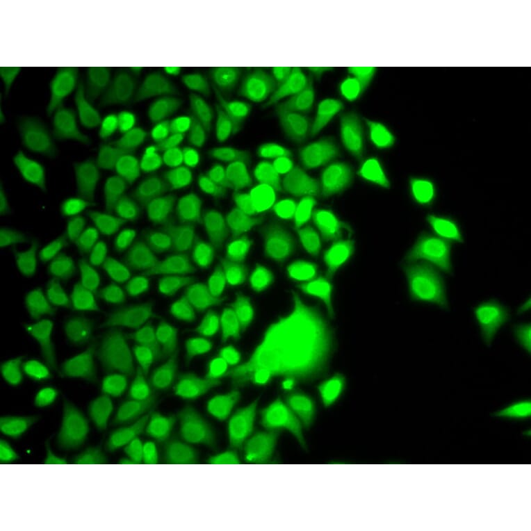 Anti-HAT1 Antibody from Bioworld Technology (BS7954) - Antibodies.com