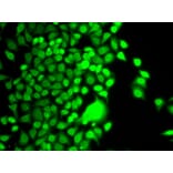 Anti-HAT1 Antibody from Bioworld Technology (BS7954) - Antibodies.com