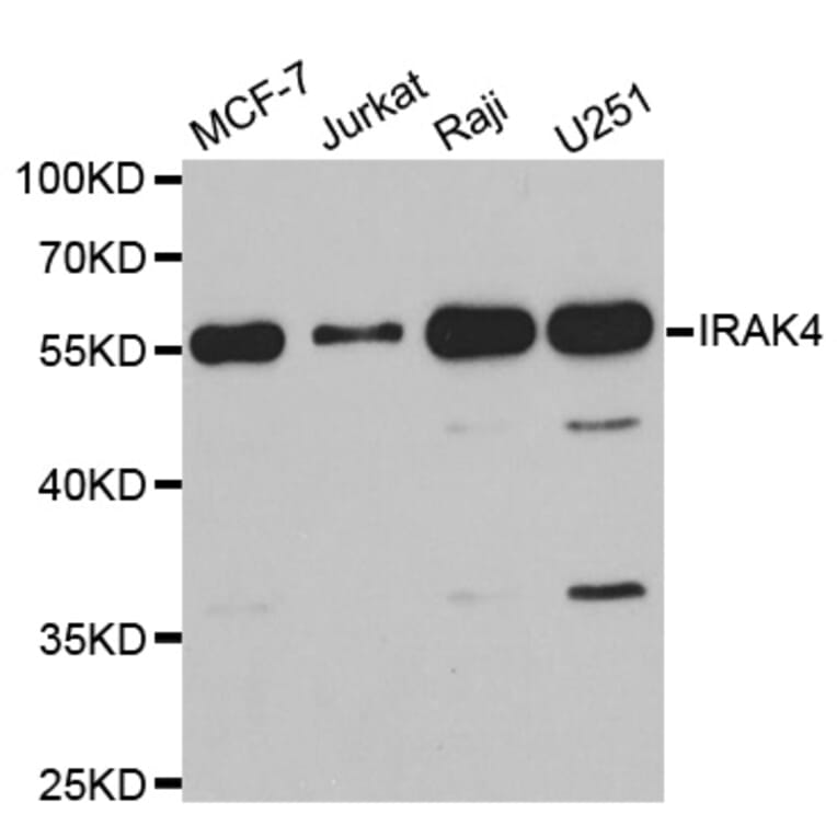 Anti-IRAK4 Antibody from Bioworld Technology (BS7963) - Antibodies.com
