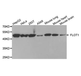 Anti-Flotillin-1 Antibody from Bioworld Technology (BS7969) - Antibodies.com