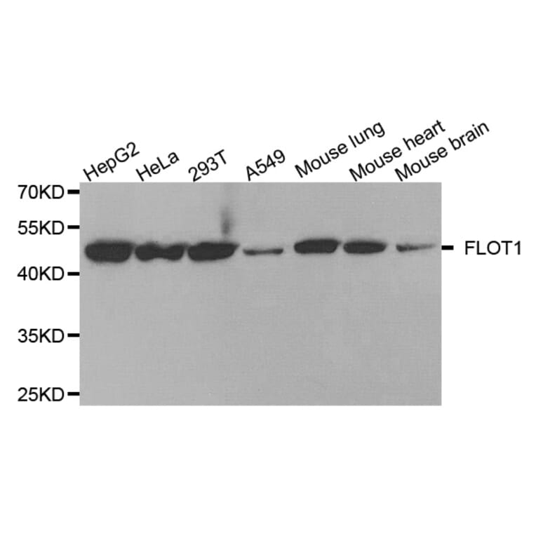 Anti-Flotillin-1 Antibody from Bioworld Technology (BS7969) - Antibodies.com