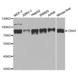 Anti-CBX4 Antibody from Bioworld Technology (BS7970) - Antibodies.com