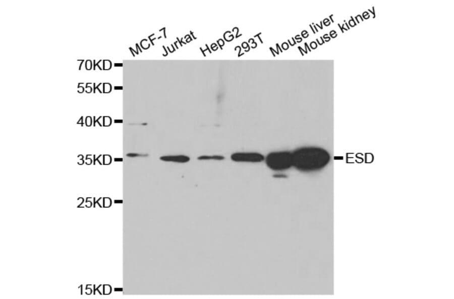 Anti-ESD Antibody from Bioworld Technology (BS7975) - Antibodies.com