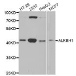 Anti-ALKBH1 Antibody from Bioworld Technology (BS7984) - Antibodies.com