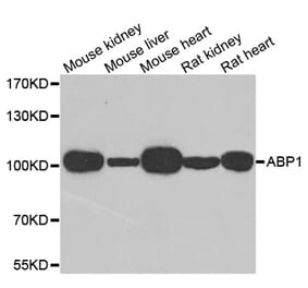 Anti-KAO Antibody from Bioworld Technology (BS7991) - Antibodies.com