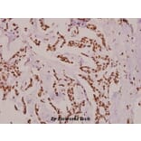 Anti-Histone H3 (Acetyl-K9) Antibody from Bioworld Technology (BS8009) - Antibodies.com