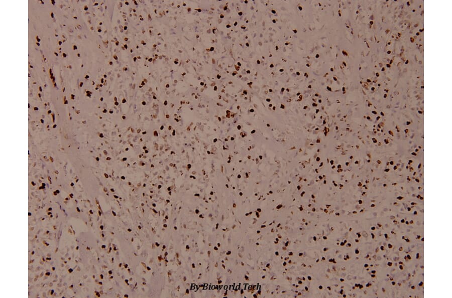 Anti-Histone H4 (Acetyl-K12) Antibody from Bioworld Technology (BS8010) - Antibodies.com