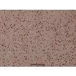 Anti-Histone H4 (Acetyl-K12) Antibody from Bioworld Technology (BS8010) - Antibodies.com