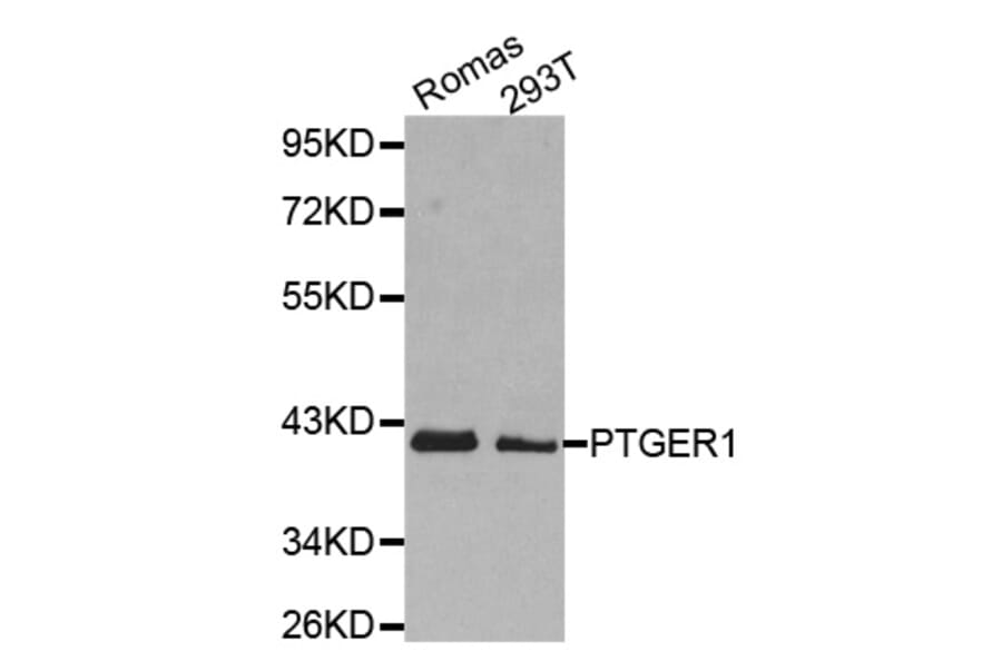 Anti-PTGER1 Antibody from Bioworld Technology (BS8067) - Antibodies.com