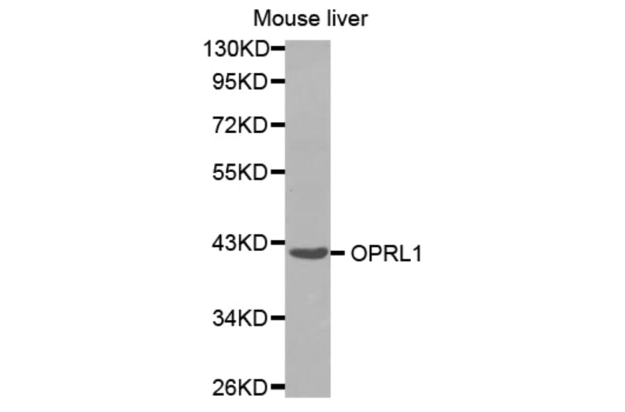 Anti-OPRL1 Antibody from Bioworld Technology (BS8068) - Antibodies.com