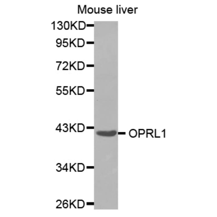 Anti-OPRL1 Antibody from Bioworld Technology (BS8068) - Antibodies.com