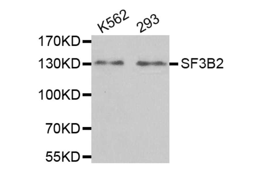 Anti-SF3B2 Antibody from Bioworld Technology (BS8070) - Antibodies.com