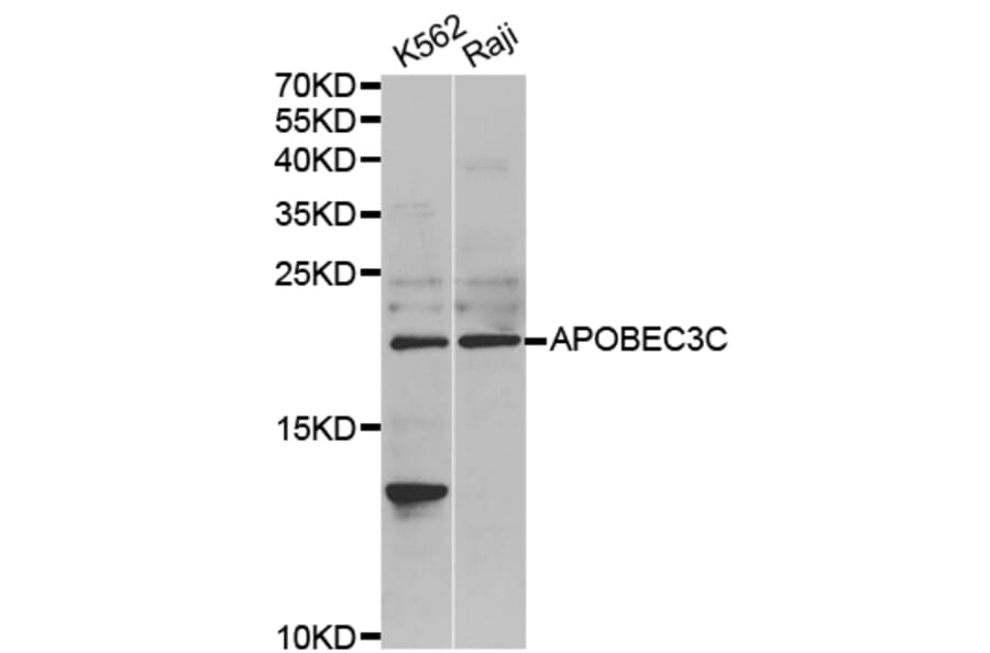 Anti-APOBEC3C Antibody from Bioworld Technology (BS8072) - Antibodies.com