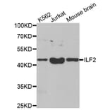 Anti-ILF2 Antibody from Bioworld Technology (BS8077) - Antibodies.com