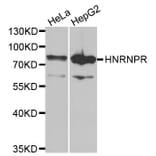 Anti-HNRNPR Antibody from Bioworld Technology (BS8078) - Antibodies.com