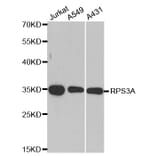 Anti-RPS3A Antibody from Bioworld Technology (BS8079) - Antibodies.com