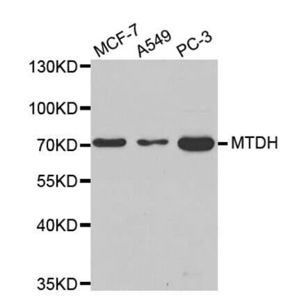 Anti-MTDH Antibody from Bioworld Technology (BS8081) - Antibodies.com