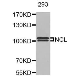 Anti-NCL Antibody from Bioworld Technology (BS8090) - Antibodies.com