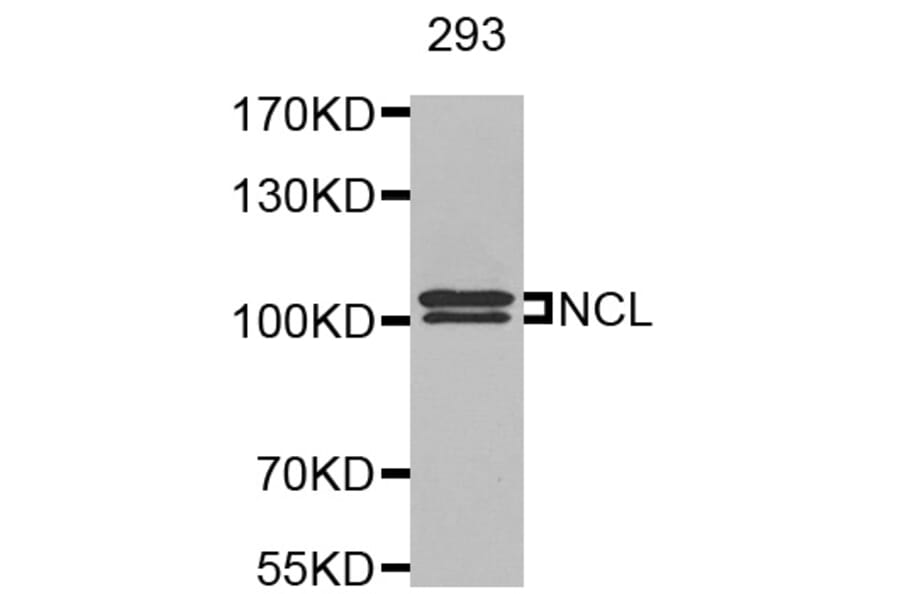 Anti-NCL Antibody from Bioworld Technology (BS8090) - Antibodies.com