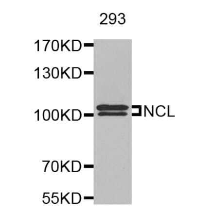 Anti-NCL Antibody from Bioworld Technology (BS8090) - Antibodies.com
