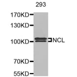 Anti-NCL Antibody from Bioworld Technology (BS8090) - Antibodies.com