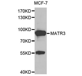 Anti-MATR3 Antibody from Bioworld Technology (BS8091) - Antibodies.com