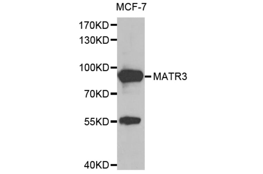 Anti-MATR3 Antibody from Bioworld Technology (BS8091) - Antibodies.com