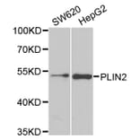 Anti-ADFP Antibody from Bioworld Technology (BS8094) - Antibodies.com