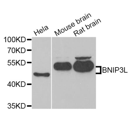 Anti-BNIP3L Antibody from Bioworld Technology (BS8100) - Antibodies.com