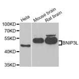 Anti-BNIP3L Antibody from Bioworld Technology (BS8100) - Antibodies.com