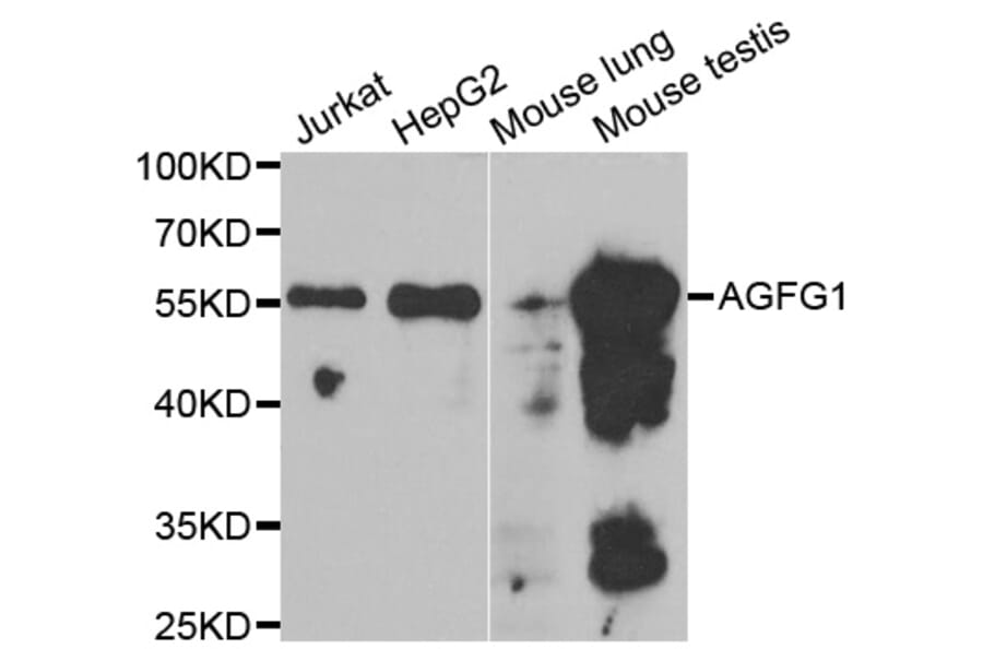 Anti-AGFG1 Antibody from Bioworld Technology (BS8106) - Antibodies.com