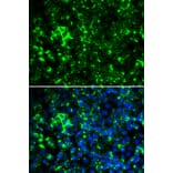 Anti-KCNA2 Antibody from Bioworld Technology (BS8107) - Antibodies.com