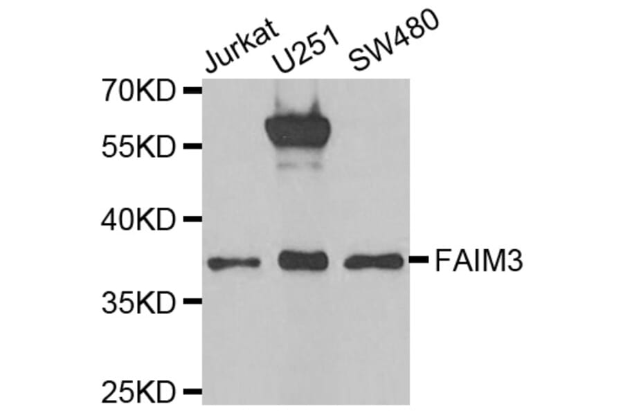 Anti-FAIM3 Antibody from Bioworld Technology (BS8127) - Antibodies.com