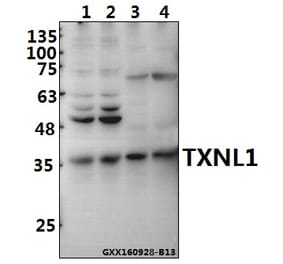 Anti-TXNL1 Antibody from Bioworld Technology (BS8129) - Antibodies.com