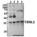 Anti-TXNL1 Antibody from Bioworld Technology (BS8129) - Antibodies.com