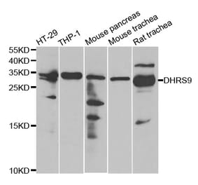 Anti-DHRS9 Antibody from Bioworld Technology (BS8131) - Antibodies.com