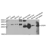 Anti-CFDP1 Antibody from Bioworld Technology (BS8132) - Antibodies.com