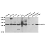 Anti-BCAP29 Antibody from Bioworld Technology (BS8141) - Antibodies.com