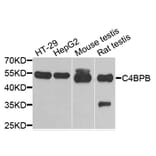 Anti-C4BPB Antibody from Bioworld Technology (BS8157) - Antibodies.com