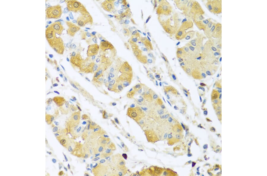 Anti-C4BPB Antibody from Bioworld Technology (BS8157) - Antibodies.com