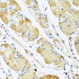 Anti-C4BPB Antibody from Bioworld Technology (BS8157) - Antibodies.com