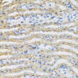 Anti-C4BPB Antibody from Bioworld Technology (BS8157) - Antibodies.com