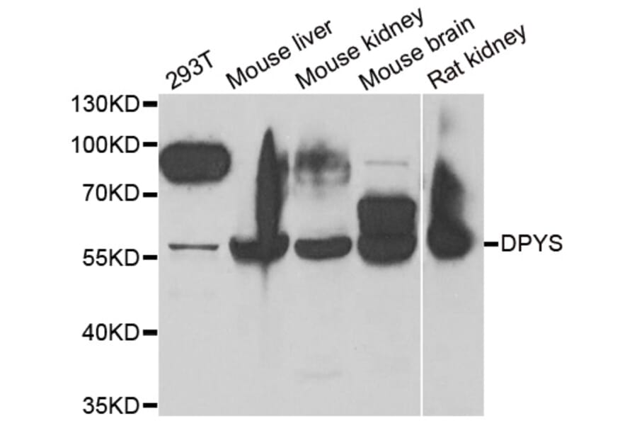 Anti-DPYS Antibody from Bioworld Technology (BS8162) - Antibodies.com