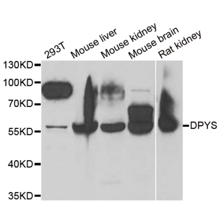 Anti-DPYS Antibody from Bioworld Technology (BS8162) - Antibodies.com