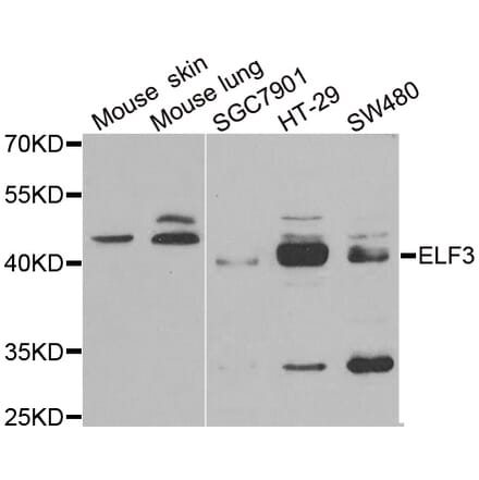 Anti-ELF3 Antibody from Bioworld Technology (BS8164) - Antibodies.com
