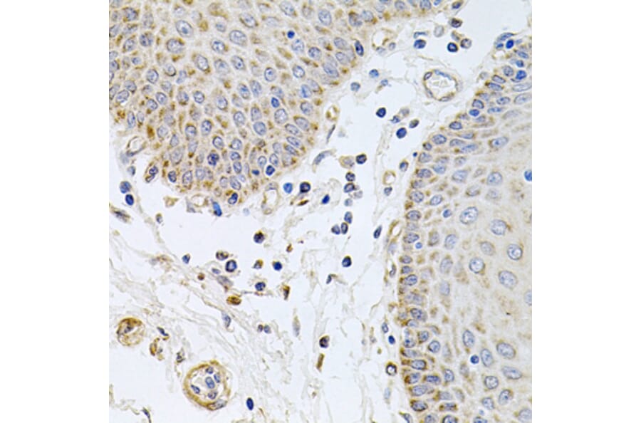Anti-GP2 Antibody from Bioworld Technology (BS8169) - Antibodies.com