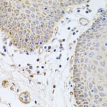 Anti-GP2 Antibody from Bioworld Technology (BS8169) - Antibodies.com